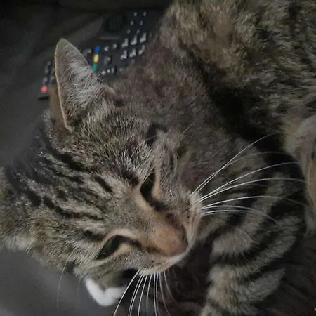 Constance Garden Comfortable